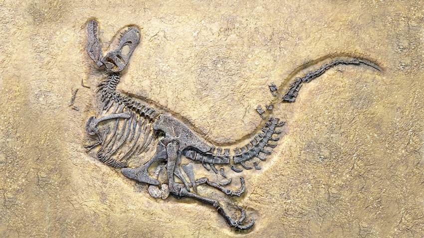 El T-Rex tenía un feroz familiar del que la ciencia no tenía pistas hasta ahora