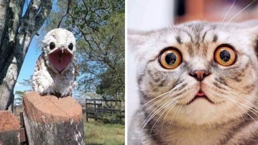 Conoce al pájaro fantasma: su terrorífico canto te quitará el sueño (video)