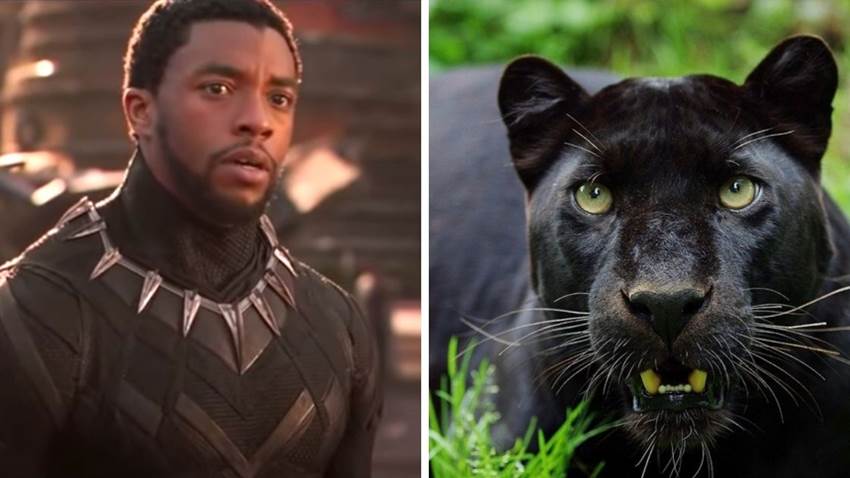 Las panteras negras no existen en la vida real: 'Black Panther' nos engañó a todos