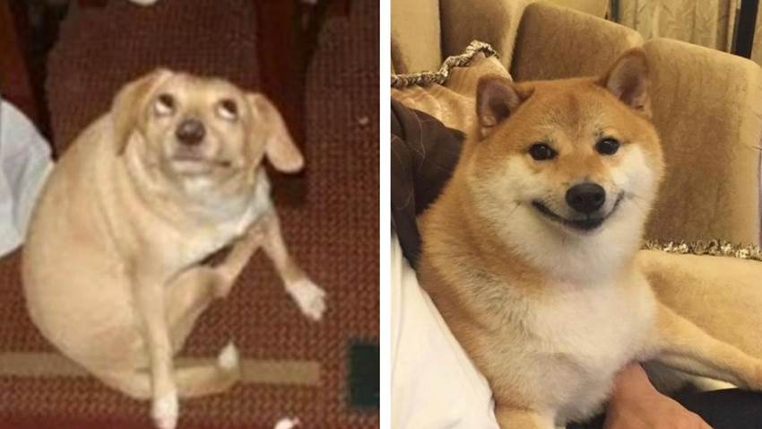 La ciencia explicó por qué tu perrito te mira mientras hace popó: ¿amsiedad?