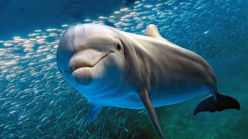 Animales que aprendieron a pedirle ayuda a los humanos: así se comunican