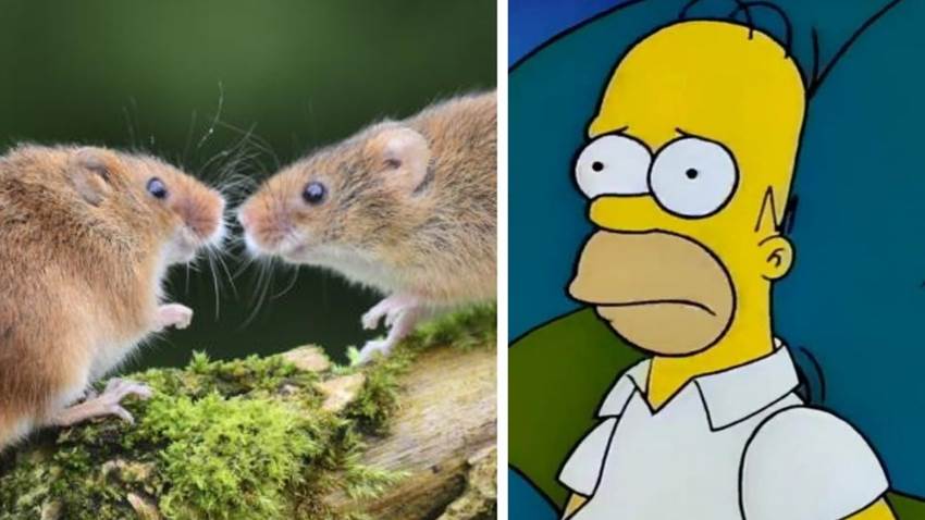 Una plaga de ratones invadió Australia y parece que el 2021 está fuera de control: fotos