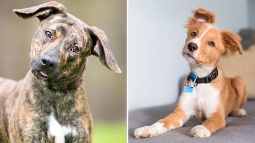 La razón por la que los perros mueven la cabeza: no están confundidos