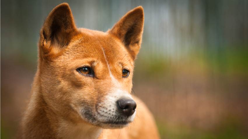 Un extraño perro que se creía extinto apareció después de 50 años y puede…¿cantar?