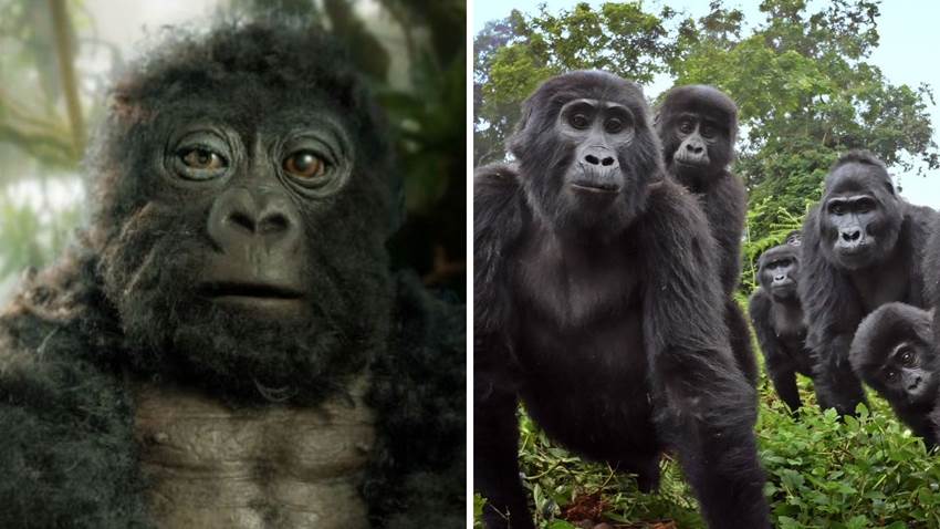 Un gorila robot se infiltró en una manada: te contamos cómo lo adoptaron y los descubrimientos