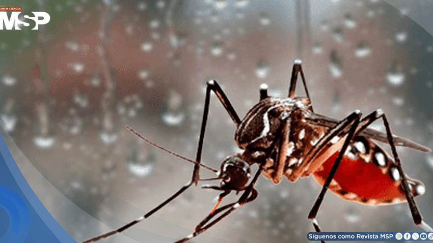 Autoridades alertan riesgo de dengue y leptospirosis por lluvias e inundaciones peligrosas en Puerto Rico