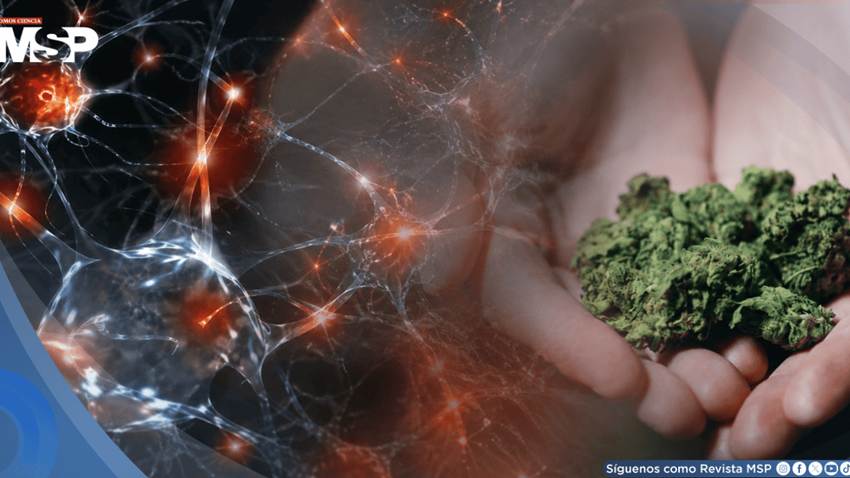 El consumo de cannabis en la adolescencia podría frenar el desarrollo cognitivo, según estudio