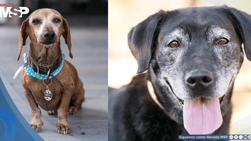 Cuidados para mascotas seniors