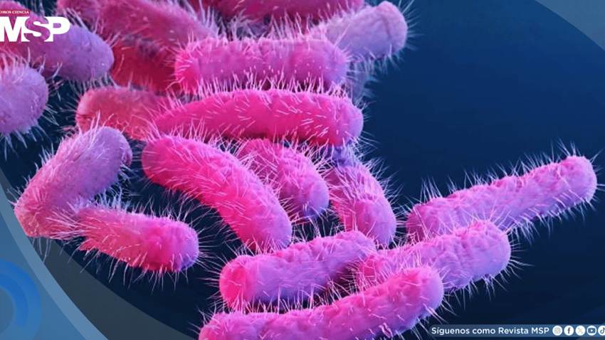 Shigelosis transmitida sexualmente crece 15% más rápido que otras variantes y preocupa a expertos