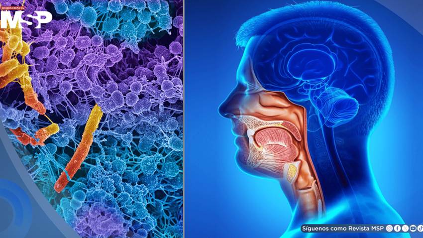 Fusobacterium nucleatum: hallan posible efecto antitumoral de una bacteria común en la boca