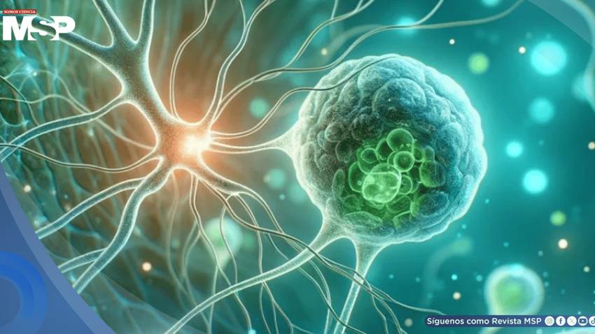 Científicos desarrollan una terapia con células madre que podría regenerar neuronas y reparar el cerebro