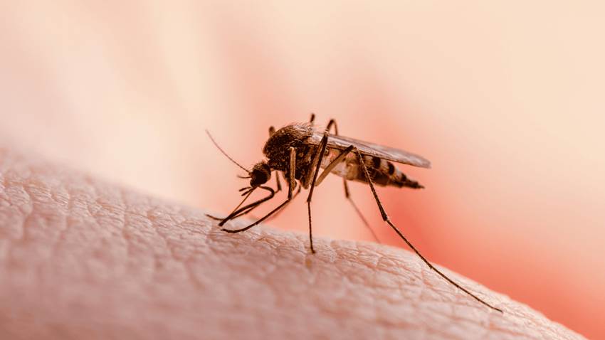 Los niños son los más afectados por las enfermedades transmitidas por los mosquitos