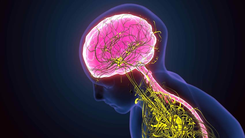 El cerebro se devora a sí mismo por la falta de sueño
