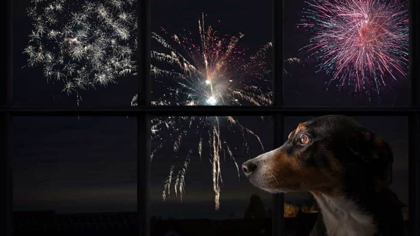 Un fármaco para que los perros no pasen miedo con los fuegos artificiales