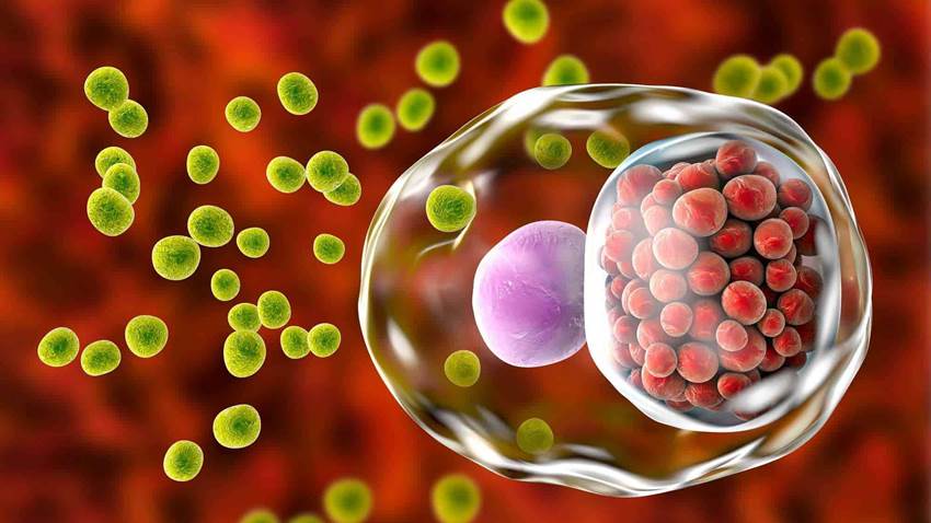 Más cerca de la vacuna contra la clamidia, la enfermedad de transmisión sexual más común