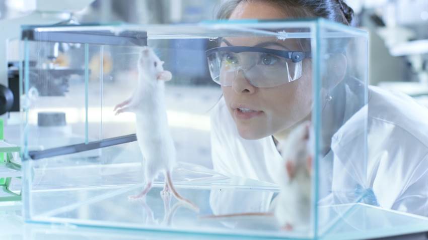 Científicos estudian mundo animal repleto de patógenos que el sistema inmunitario humano nunca ha experimentado