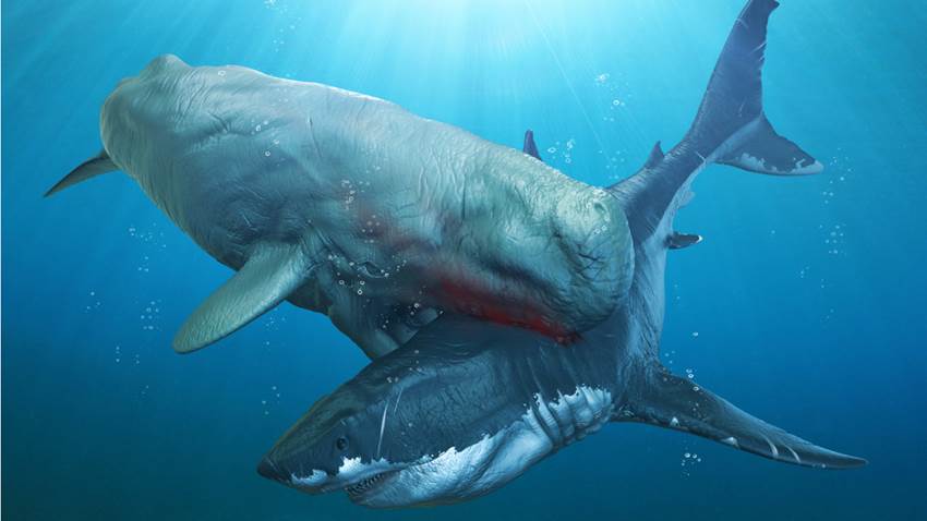Científicos descubrieron la aterradora criatura que acabó con el megalodón (todavía sigue viva)