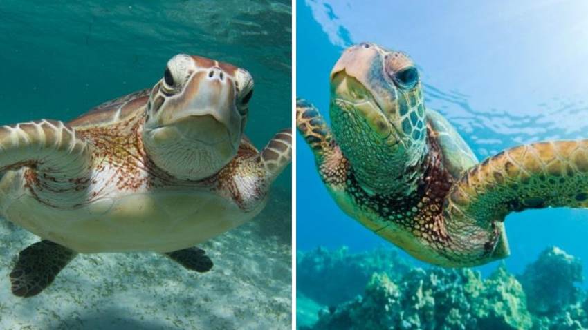 Tortugas marinas casi mueren de frío, pero regresaron al Golfo de México: conoce la historia