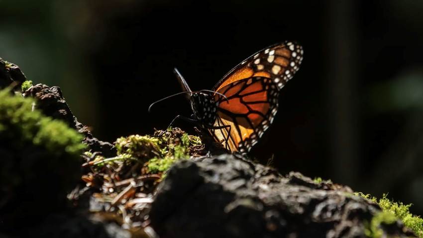 Documental | Retorno de las Ánimas |
