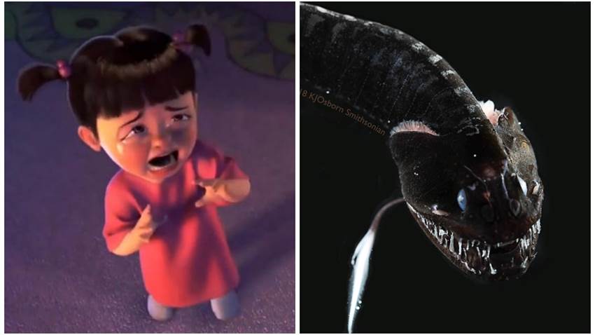 Descubrieron un pez tan aterrador que parece salido del inframundo: puede hacerse invisible