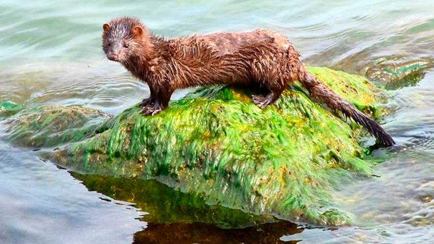 Detectan el primer caso de coronavirus en un animal silvestre
