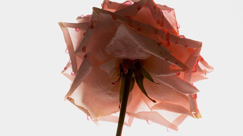 “Una fresa que no huela como un chicle y una rosa renovada”: la nueva apuesta de la casa de fragancias Ex Nihilo