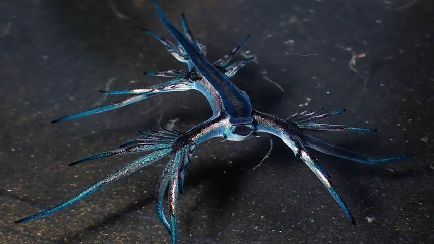 El dragón azul, la espectacular babosa marina que cabe en la palma de la mano y cierra playas al baño